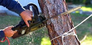 Trusted Camp Hill, PA  Tree Services Experts