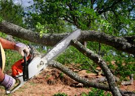 Best Tree Risk Assessment  in Camp Hill, PA