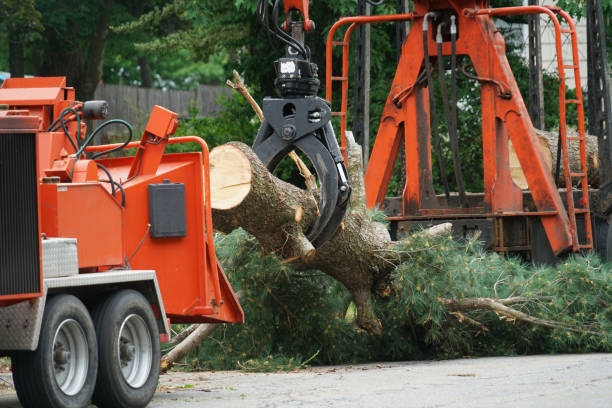 Best Lawn Watering Services  in Camp Hill, PA