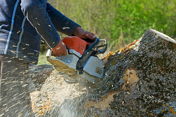 Why Choose Our Tree Removal Services in Camp Hill, PA?